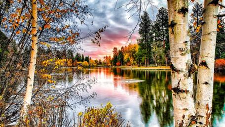 Birch trees at lakeside wallpaper