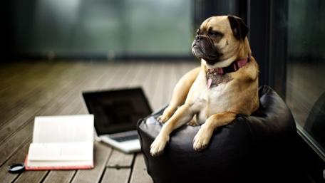 Cute pug resting wallpaper