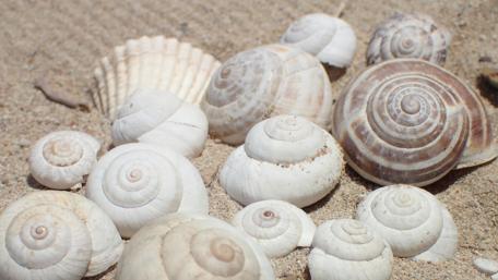 Nature's Serenity with Shells in Sand wallpaper