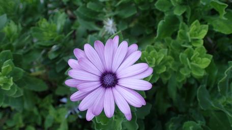 Purple flower in the garden wallpaper