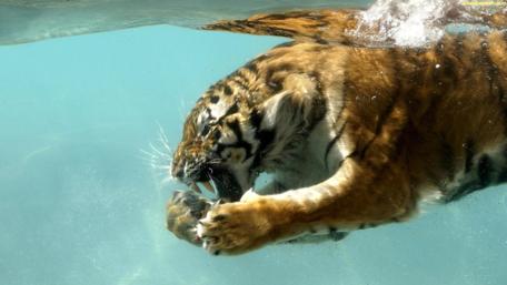 Bengal tiger underwater photo wallpaper