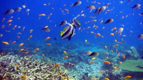 Underwater photography wallpaper