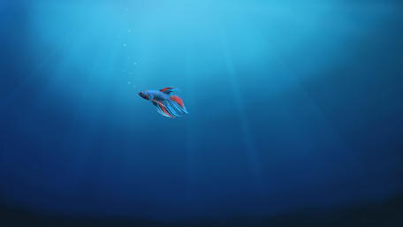 Underwater Siamese fighting fish drawing wallpaper