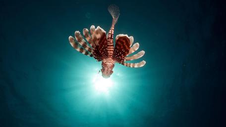 Red lionfish underwater photo wallpaper