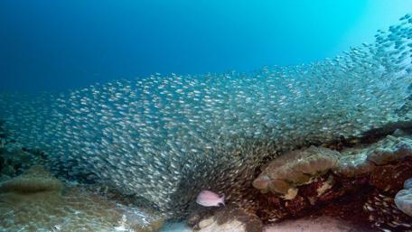 Coral reef with school of fish wallpaper