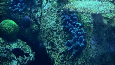 Underwater photography wallpaper