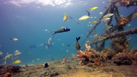 Underwater photography wallpaper