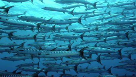 Striped fish school wallpaper