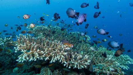 Coral reef with fishes in Bali wallpaper