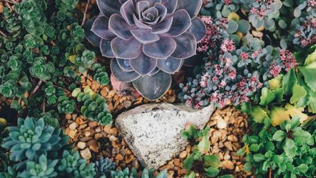 Succulents and stonecrop wallpaper