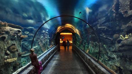 Shark Reef at Mandalay Bay wallpaper