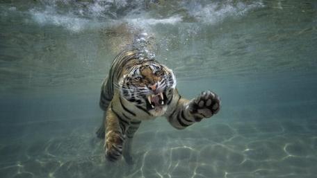 Sumatran tiger under the water wallpaper