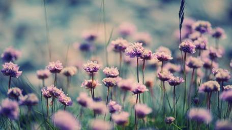 Wildflowers in the grass wallpaper