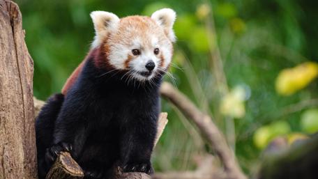 Red panda bear on the tree wallpaper