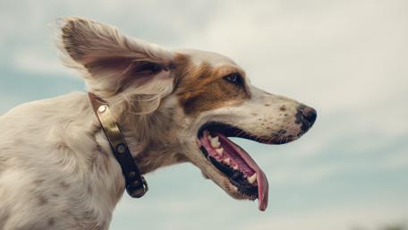 Happy English Setter dog wallpaper