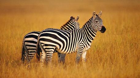 Zebras wallpaper