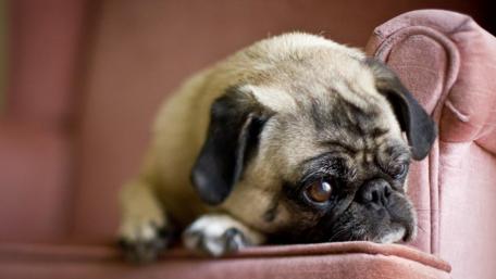 Pug dog on the sofa wallpaper