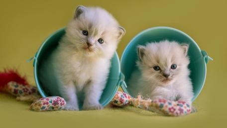 White kittens wallpaper