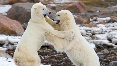 Polar bear fight wallpaper
