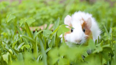 Guinea pig wallpaper