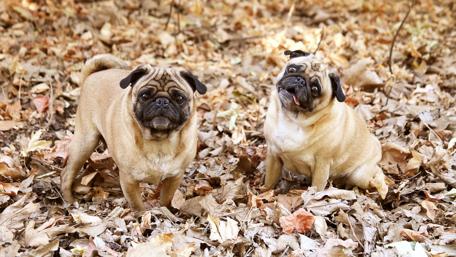 Funny pugs wallpaper
