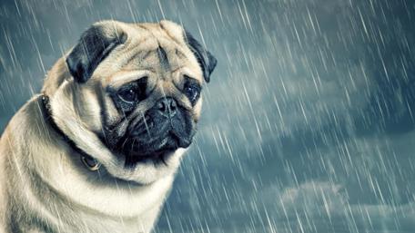 Cute pug in the rain wallpaper