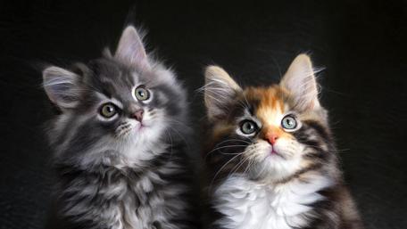 Cats wallpaper