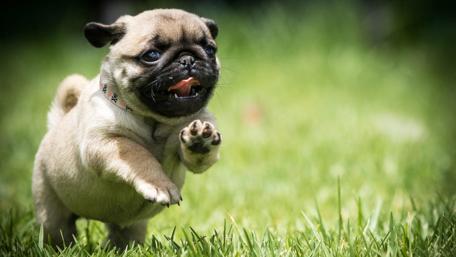 Cute pug puppy wallpaper