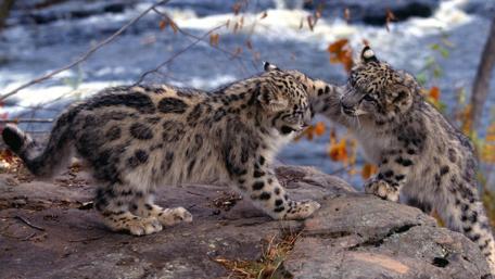 Snow leopard cubs wallpaper