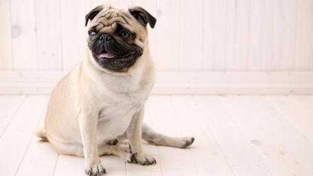 Pug on the floor wallpaper