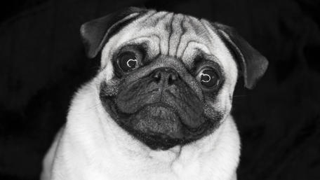 Pug dog - Monochrome photography wallpaper