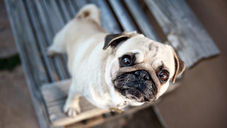 Cute pug puppy wallpaper