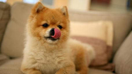 Pomeranian puppy wallpaper