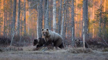 Grizzly bear in the pine forest wallpaper