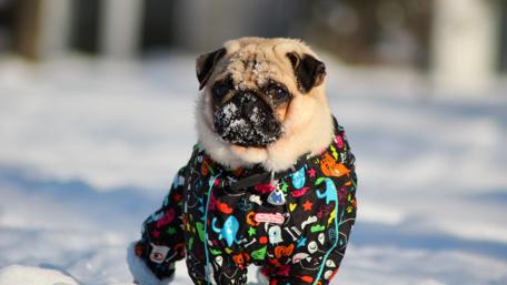 Dressed pug wallpaper