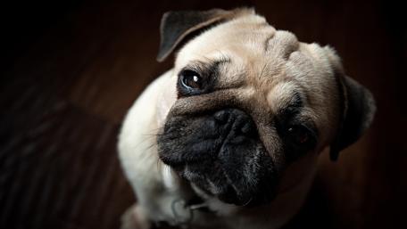 Cute pug puppy nose wallpaper