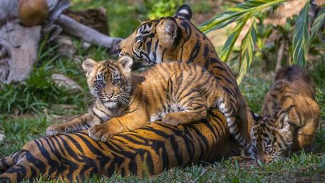 Tiger family wallpaper