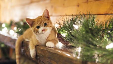 Cat on the mantel wallpaper
