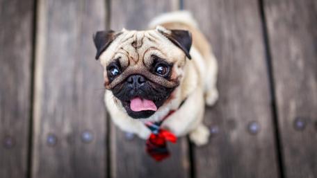 Pug on the floor wallpaper