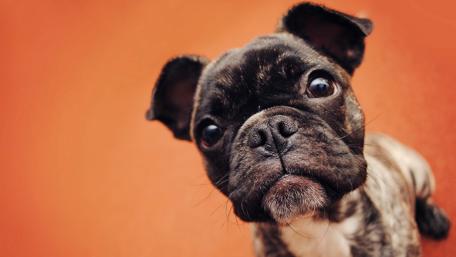 Cute puppy wallpaper