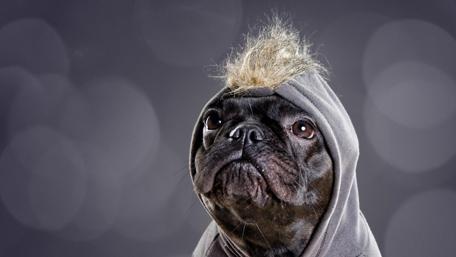Dressed pug dog wallpaper