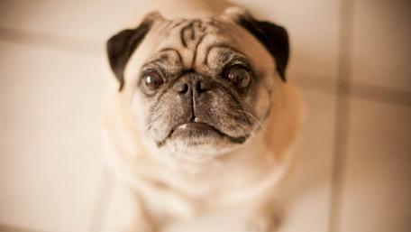 Pug dog on the floor wallpaper