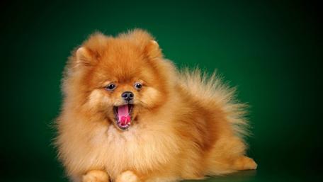German Spitz puppy wallpaper