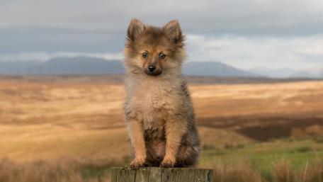 Lonely fluffy puppy dog wallpaper