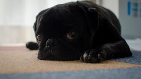 Black pug dog puppy wallpaper