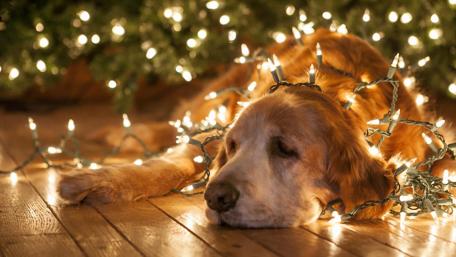 Golden retriever under the Christmas lights wallpaper