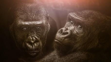 Gorillas wallpaper