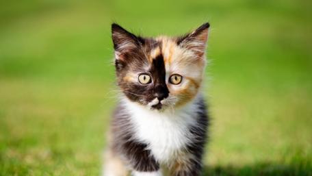 Adorable Kitten in Grass wallpaper
