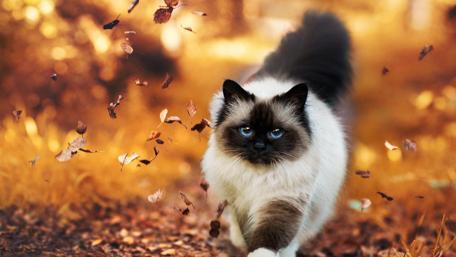 Birman cat wallpaper