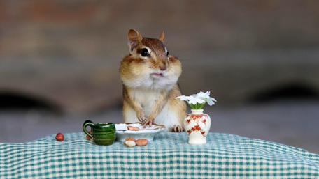 Funny squirrel wallpaper